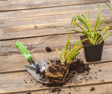 Bahçeye bir tohum (hemerocalis) ekiyorum. Bitkinin kökü Daylily (Hemerocallis), ahşap masadaki bahçeye dikmek için