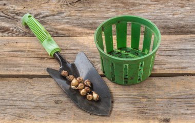 Kar damlası ampulleri ya da Galanthus ampulleri ve bahçe küreği ve sepet dikmeden önce masaya ampul dikmek için. İlkbahar ve yaz aylarında çiçek açan ampullerin güz ekimi. Düz yatıyordu