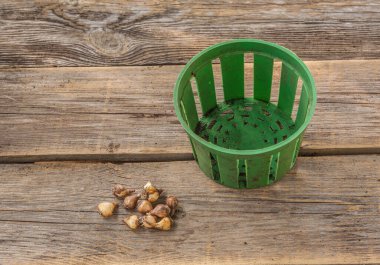 Çiçek dikmeden önce masaya ampul dikmek için kar damlası ampulleri ya da sepet. İlkbahar ve yaz aylarında çiçek açan ampullerin güz ekimi. Düz yatıyordu