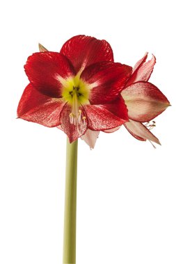 Flowering red and white hippeastrum (amaryllis) Flamenco Queen on a white background isolated