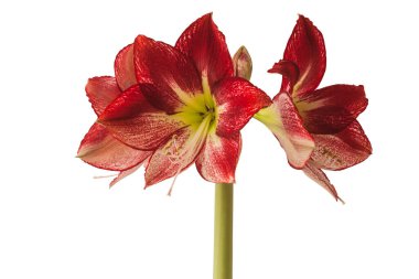 Flowering red and white hippeastrum (amaryllis) Flamenco Queen on a white background isolated