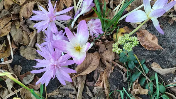 stock image Pink double colchicum 'Waterlilly' with water drops after watering in the garden among daylily leaves.