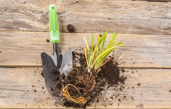 Bahçeye bir tohum (hemerocalis) ekiyorum. Günlük bitki kökü (Hemerocallis) ve bahçe küreği