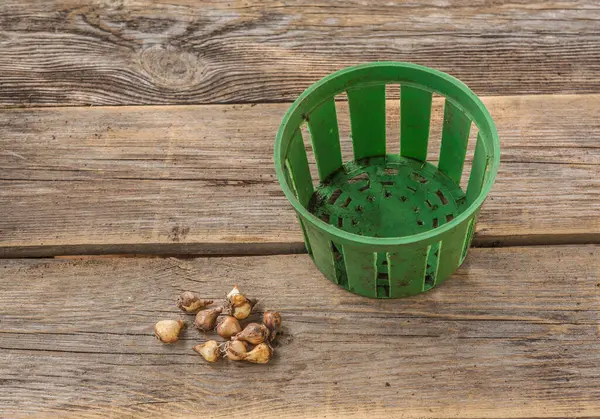 Çiçek dikmeden önce masaya ampul dikmek için kar damlası ampulleri ya da sepet. İlkbahar ve yaz aylarında çiçek açan ampullerin güz ekimi. Düz yatıyordu