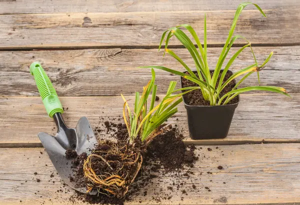 Bahçeye bir tohum (hemerocalis) ekiyorum. Gündüz (hemokali), bahçe masasında maça