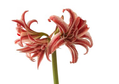 Blooming white and red Hippeastrum (amaryllis) 