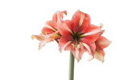 Beyaz arka planda çiçek açan beyaz ve kırmızı Hippeastrum (amaryllis) elmas grubu 