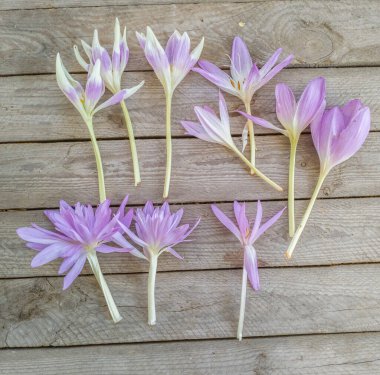 Colchicum ya da sonbahar çiçeği, çayır safranı ve çıplak kadın türleri 