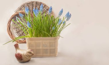 Sepette çiçek açan mavi Muscari (üzüm sümbülü) 