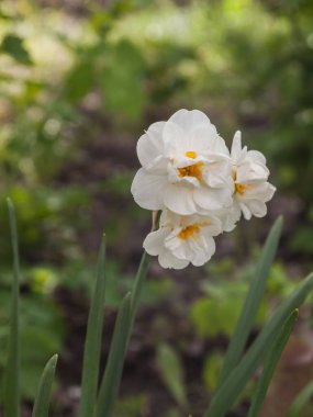 Bahar bahçesinde bulanık arka planda çiçek açan çift beyaz narsis (nergis) gelin tacı