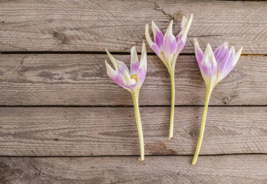 Three colchicum flowers, Cultivar 