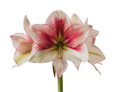 Beyaz arka planda Bloom red ve Lime Amaryllis (Hippeastrum) Galaxy Grubu 