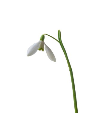 Beyaz arkaplanda kardamlası (galanthus) çiçeği izole