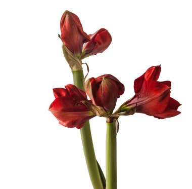 Bud koyu kırmızı Hippeastrum (amarillis) 