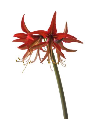 Blooming Hippeastrum (amaryllis) Sumatra, Cybister, Spider Group beyaz arka planda izole edildi