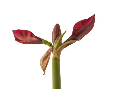 Bud Koyu-Kırmızı Hippeastrum (Amarillis) Galaksi Grubu 'Arap Gecesi' beyaz arka planda izole edildi