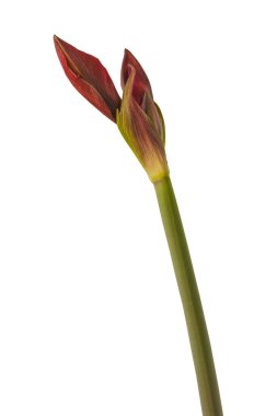 Çiçek koyu kırmızı Hippeastrum (amarillis) Galaksi grubu 'Arap gecesi' beyaz arka planda izole edildi