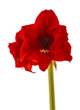 Çiçek koyu kırmızı Hippeastrum (amarillis) Galaksi grubu 'Arap gecesi' beyaz arka planda izole edildi
