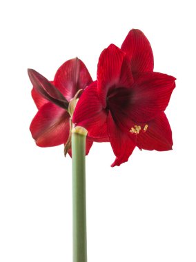 Çiçek koyu kırmızı Hippeastrum (amarillis) Galaksi grubu 'Arap gecesi' beyaz arka planda izole edildi