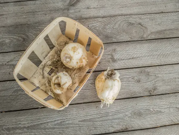 Sonbaharda ya da kışın bahçeye dikmeden önce ahşap bir masaya kök salmış üç soğan fritillaria Persica Alba. Mesaj için yer var. Düz yatıyordu