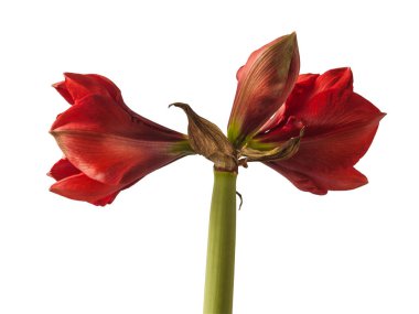 Bud koyu kırmızı Hippeastrum (amarillis) 