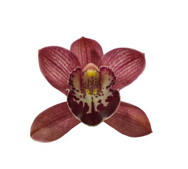 Orkideler koyu kırmızı cymbidium, beyaz arka grubunda izole.