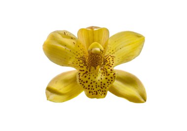 Güzel sarı cymbidium orkideleri beyaz arka planda 