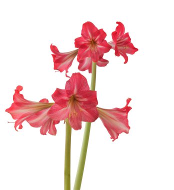 Beyaz arka planda çiçek açan hippeastrum (amarillis) sonatini pembe ve beyaz trompet 