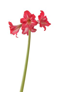 Çiçekli hippeastrum (amarillis) sonatini pembe ve beyaz trompet 