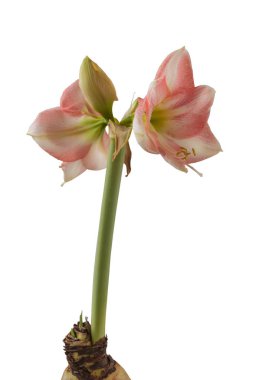 Beyaz arka planda bulunan Bloom Creamy ve Pembe Hipopestrum (Amaryllis) Galaksi Grubu 