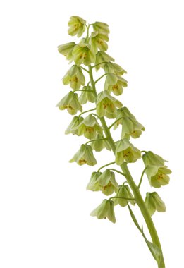 Blooming fritillaria persica 'Ivory Bells' with creamy green flowers or on a white background isolated clipart