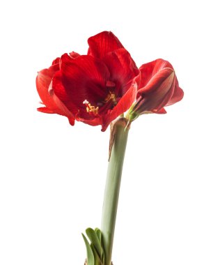 Beyaz zemin üzerinde çiçek açan koyu kırmızı hippistrum (amaryllis) 