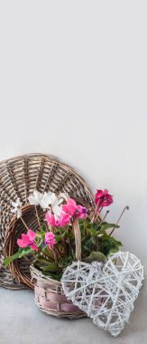 Pink and white cyclamen in a basket next to a wicker heart on a gray background. Vertical background for calendar, postcard, social networks, banner. Place for text. clipart