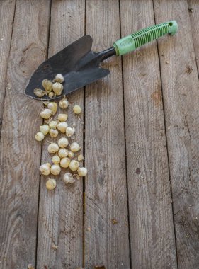 Sonbaharda bahçeye dikmeden önce Allium sphaerocephalon ampulleri ya da Bristol soğan soğanı ampulleri ve bir bahçe küreği. Metin için boşluk