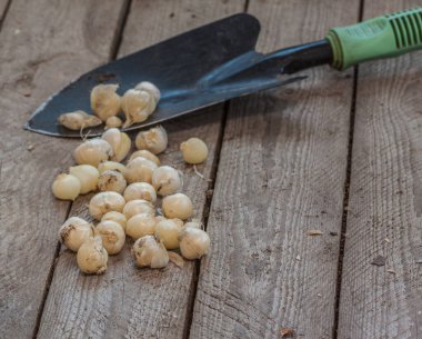 Sonbaharda bahçeye dikmeden önce Allium sphaerocephalon ampulleri ya da Bristol soğan soğanı ampulleri ve bir bahçe küreği. Metin için boşluk