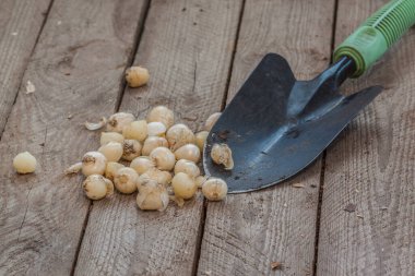 Sonbaharda bahçeye dikmeden önce Allium sphaerocephalon ampulleri ya da Bristol soğan soğanı ampulleri ve bir bahçe küreği. Metin için boşluk