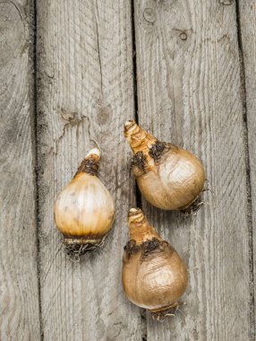 Double narcissus bulbs Dick Wilden  on a table before planting in autumn, flat lay. clipart