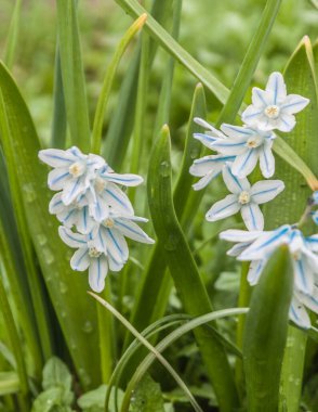 A close up of delicate bell-shaped flowers of Puschkinia scilloides var. libanotica striped squill or Lebanon squill in the garden in early spring clipart