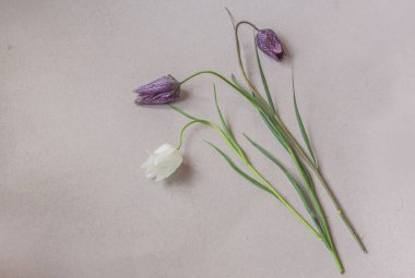 Blooming  Fritillaria meleagris on a gray table. Flat lay . Background for a calendar, banner or social media post. Place for text. clipart