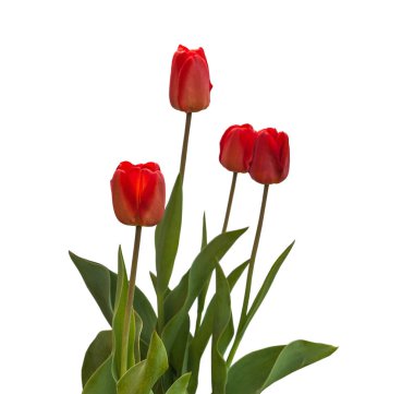 Beyaz arka planda, çiçek tarhındaki kırmızı laleler izole edilmiş.