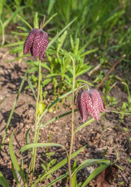Nisan 'da bahçede çiçek açan Fritillaria meleagris ya da Checkered Lily.