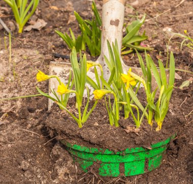 Digging up blooming yellow daffodils 'Tete-a-tete' in the garden in spring clipart