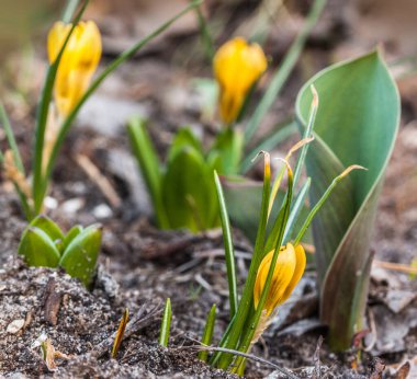 Sarı kruvazör Mart ayının ilkbaharında bahçede erken altın çiçek açar..