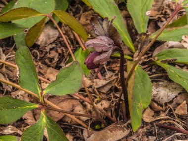 Bahar bahçesindeki yaprakların arka planında çiçek açan karabataklar.