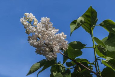 Gökyüzüne karşı açmakta olan beyaz çift leylak dalı.