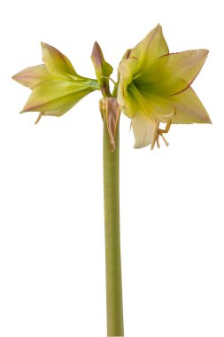 Çiçekli hippeastrum (amaryllis) Sarı-kırmızı Elmas Grubu 