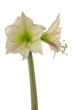 Çiçekli hippeastrum (amaryllis) Sarı-kırmızı Elmas Grubu 