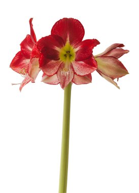 Flowering red and white hippeastrum (amaryllis) Flamenco Queen on a white background isolated