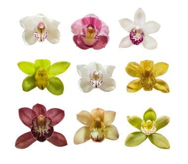 Set of isolated orchid flowers cymbidium  on white background clipart