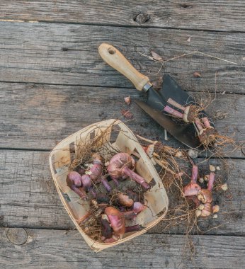 Gladiolus büyüyen mevsimin bitiminden sonra sonbaharda masanın üzerinde toplanır. Tex için boşluk